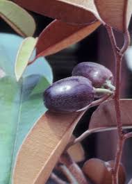 Image result for Chrysophyllum