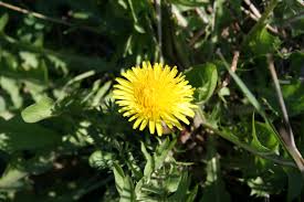 Image result for Taraxacum sp.