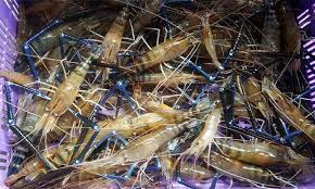 Salah satunya adalah udang galah. 10 Umpan Terbaik Memancing Udang Galah Umpan