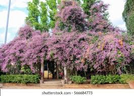 Image result for Congea