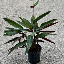 Image result for stromanthe