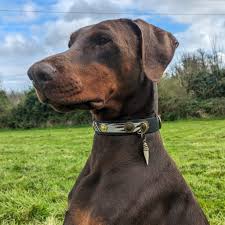 If you guys could see any trainer etc in person here in Ireland, for a  workshop or seminar, who would it be? 🤔 In the next year, we'd love to  bring some