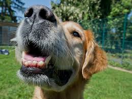 Im botanischen garten muss man sich schon sehr stark einreden, dass man mit seinem eintritt etwas gutes unterstützt. Hunde In Berlin Berlin De