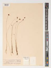 Image result for Bulbostylis sp.no.5