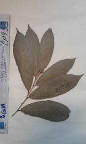 Image result for Octolepis