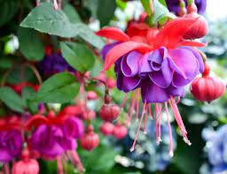 Growing Fuchsia As Houseplants Plants For Hanging Baskets Hanging Flower Baskets Hanging Flower Pots