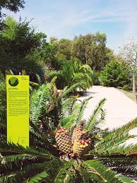 In ihm findet ihr pflanzen und blumen originären ursprungs aus verschiedenen und exotischen ländern. Ruheoase Uber Barcelona Der Botanische Garten Travelpurrfect De