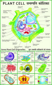 This animal cell diagram doesn't represent any particular animal cell, it provides insight into the primary organelles. Botany Charts Mitosis In Plant Chart Manufacturer From New Delhi