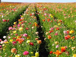 Maybe you would like to learn more about one of these? Visit The Flower Fields In Carlsbad Garden Destinations Magazine