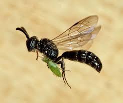 Image result for Philenoptera nelsii