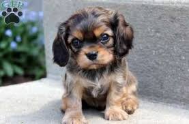 The cavapoo is a hybrid breed created from the cross between the cavalier spaniel and the poodle. Aww So Cute In The Heart Of The Expressions Cavapoo Puppies Cute Dogs Baby Animals