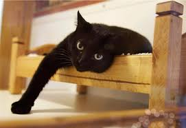 Pet Cat Missing For 5 Years Found 2 200km From Home In New Mexico National Globalnews Ca