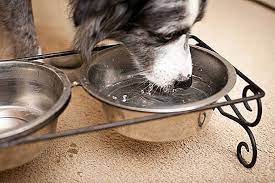 Animax Salbe Fur Hunde 2021