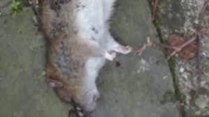 Erfahren sie in diesem video, wie sie die plagegeister wieder loswerden. Ratten Erfolgreich Im Garten Bekampfen Youtube
