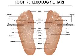 Foot Reflexology Chart Free Vector Download 390567 Cannypic