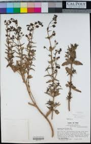 Image result for Anticharis senegalensis