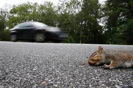 I saw a squirrel with no fur on its neck, both backside and underneath. Here S Why There Are Dead Squirrels All Over The Place The Boston Globe