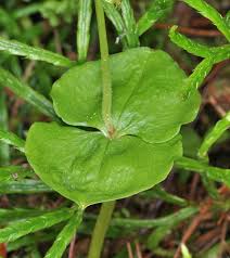 Image result for Nesaea cordata