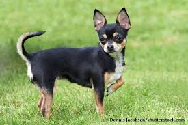 chihuahua kurzhaar chihuahua welpen chihuahua chihuahua welpen langhaar