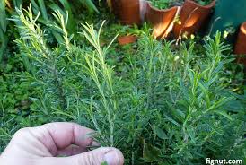 Image result for rosemary cuttings