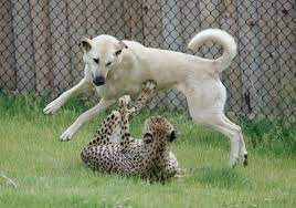 Friends Cheetah And Anatolian Shepherd Dog Anatolian Shepherd Dog Unlikely Animal Friends Kangal Dog