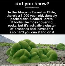 Pin By Nitza I Marin On Dyk Wtf Fun Facts Fun Facts Weird Facts