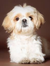 Dog pet animal cute canine puppy adorable breed purebred. Shih Tzu Names Adorable To Awesome Ideas For Naming Your Puppy