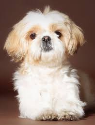 The music is an original, composition and is available royalty free along with photos at. Shih Tzu Names Adorable To Awesome Ideas For Naming Your Puppy