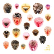 Какие бывают вагины у девушек: 50 наглядных картинок