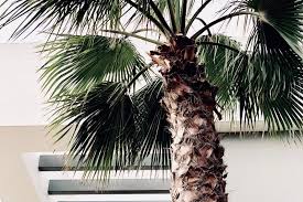 It loves a bright spot, but be sure to avoid bright sun rays on its fronds, says mast. 5 Ways The Soil Can Help Or Hurt Your Palm Trees Tree Barber Inc