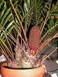 Image result for Zamiaceae