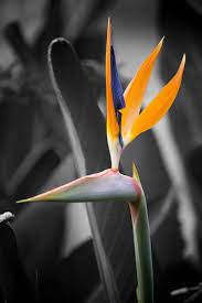 Paradise Birds Of Paradise Flower Paradise Flowers Paradise