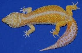 Black And White Striped Leopard Gecko Raining Red Stripe Leopard Gecko Leopard Gecko Morphs Gecko
