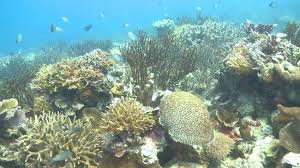 Hotels near marine aquarium and museum. Newly Declared Marine Park Bigger Than Selangor Can Jaga Onot