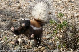 The north american cougar lives in various places and habitats. 2018 Patagonian Hog Nosed Skunk Conepatus Humboldtii 2 Mammal Watching