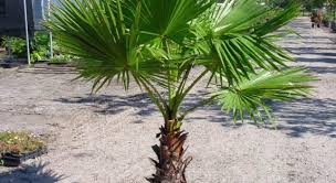 Image result for Washingtonia