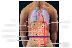 We did not find results for: Anatomical Relationships The Relationship Between The Abdominopelvic Quadrants And Regions And The Locations Of The Internal Organs Are Shown Here Diagram Quizlet