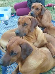 Maybe you would like to learn more about one of these? Danntrig