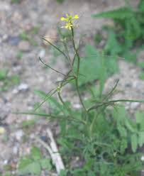 Image result for Sisymbrium orientale