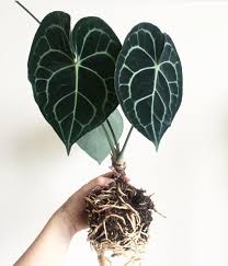 The anthurium clarinervium is a green room plant that is known for its striking veins on the leaves. Anthurium Clarinervium Anthurium Plant Anthurium Foliage Plants