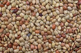 Image result for Macrotyloma