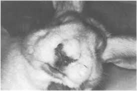 Treponematosis An Overview Sciencedirect Topics