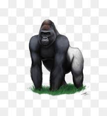 We did not find results for: Gorilla Png Cartoon Gorilla Angry Gorilla Gorilla Face Gorilla Head Gorilla Stencil Gorilla Outline Silverback Gorilla Drawings Gorilla Coloring Pages Gorilla Simulator Gorilla Pooping Cleanpng Kisspng