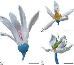 Image result for Cunoniaceae