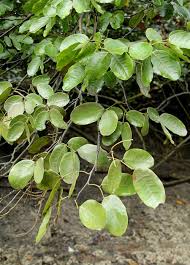 Image result for Intsia