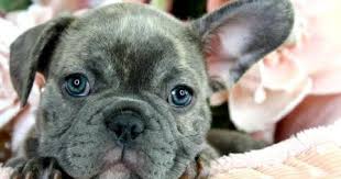 We breed our french the french bulldog originated as a companion dog, and continues to be used as a companion dog. Available Frenchie Mansfield Bulldogs Puppies For Sale