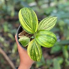 Image result for Palisota ambigua