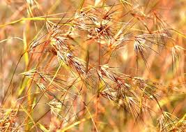 Image result for Urochloa marlothii