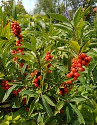 Image result for Daphne mezereum