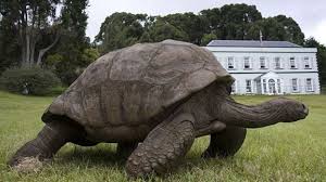 Check spelling or type a new query. Jonathan Une Tortue De 183 Ans